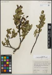 Foto von Salix planifolia Pursh